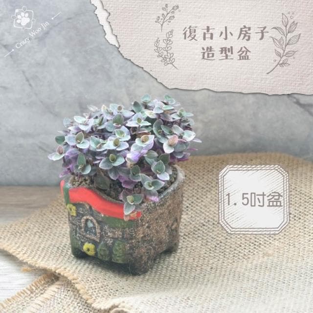 【瘋伍金】復古彩繪小屋盆栽 1.5吋盆 多肉盆栽 家用植物盆 有底孔 小盆栽 小陶盆