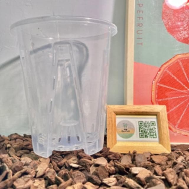 《斑啾植選》內建空氣柱透明高腳盆|10cm(控根盆|觀葉專用盆|蘭花盆|觀葉植物|雨林|白龜|斑葉|龜背芋|室內植物|盆栽)