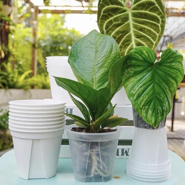 《斑啾植選》青山盆|3吋盆二入|(觀葉植物專用盆|斑葉|合果芋|龜背芋|觀音蓮|室內植物|盆栽)