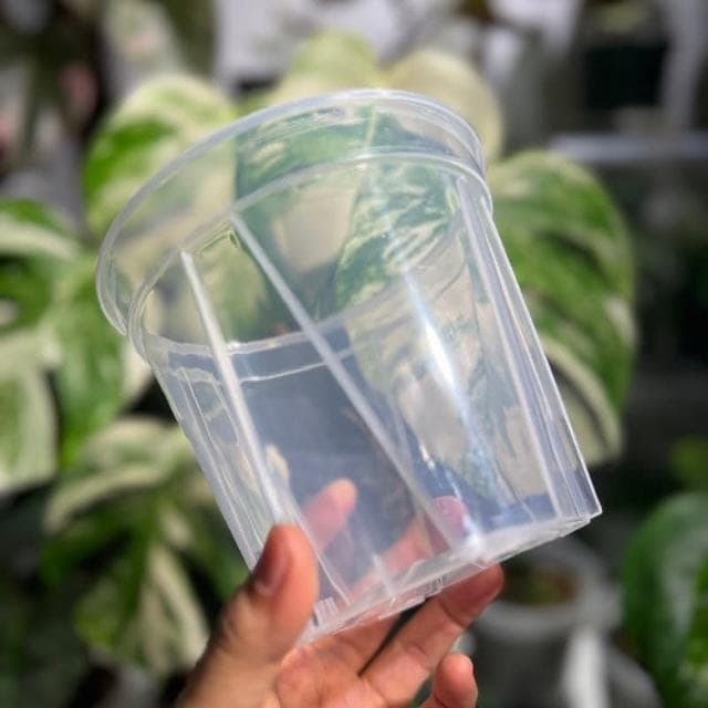 《斑啾植選》青山盆|4吋盆二入(觀葉植物專用盆|斑葉|合果芋|龜背芋|觀音蓮|室內植物|盆栽)