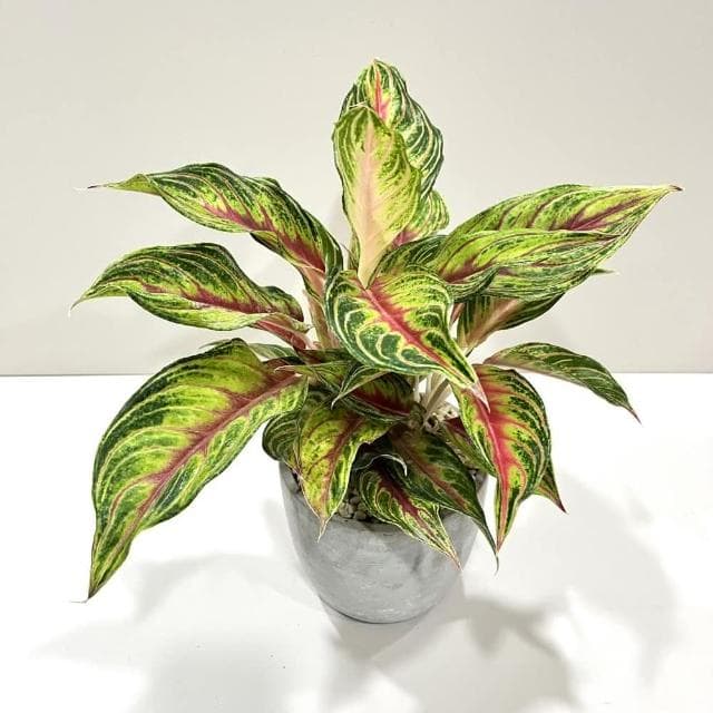 |精選盆栽|火狐狸粗肋草(附底盤)/觀葉植物/水泥盆盆栽/居家美化/開幕盆栽/宅配到府