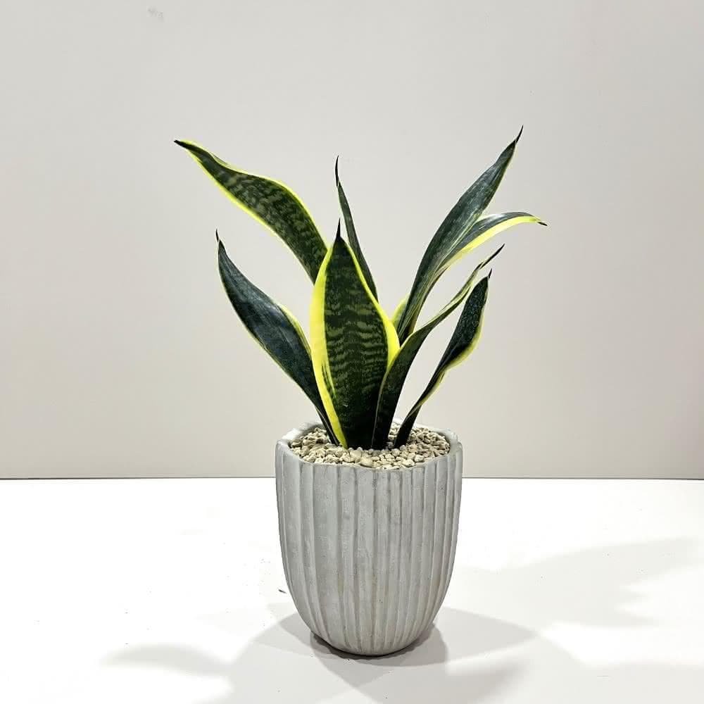 |精選盆栽|黃邊虎尾蘭(附底盤)/觀葉植物/水泥盆盆栽/居家美化/淨化空氣/宅配到府