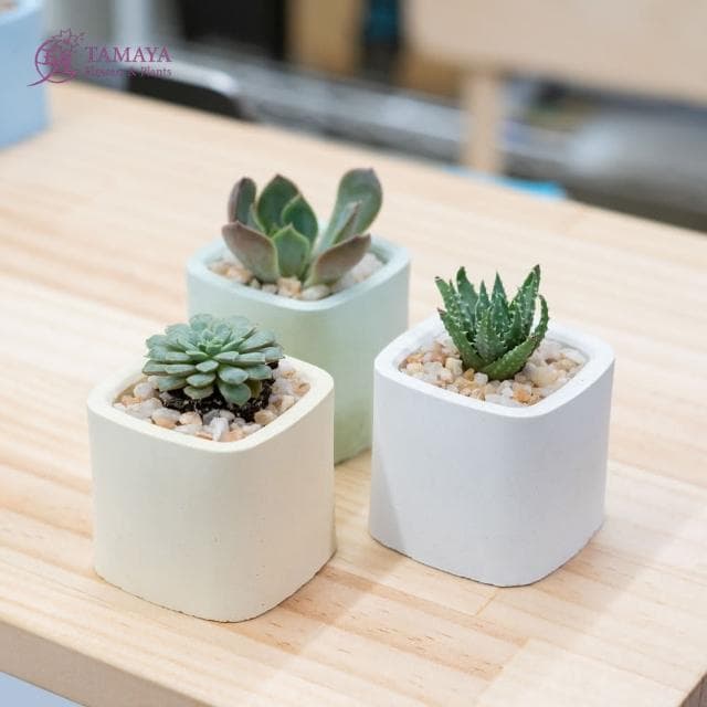 玉屋TAMAYA 迷你多肉盆栽 白水泥盆(觀葉植物 盆栽 開幕升遷 發表會 生日祝賀 告白 紀念日 畢業祝福)