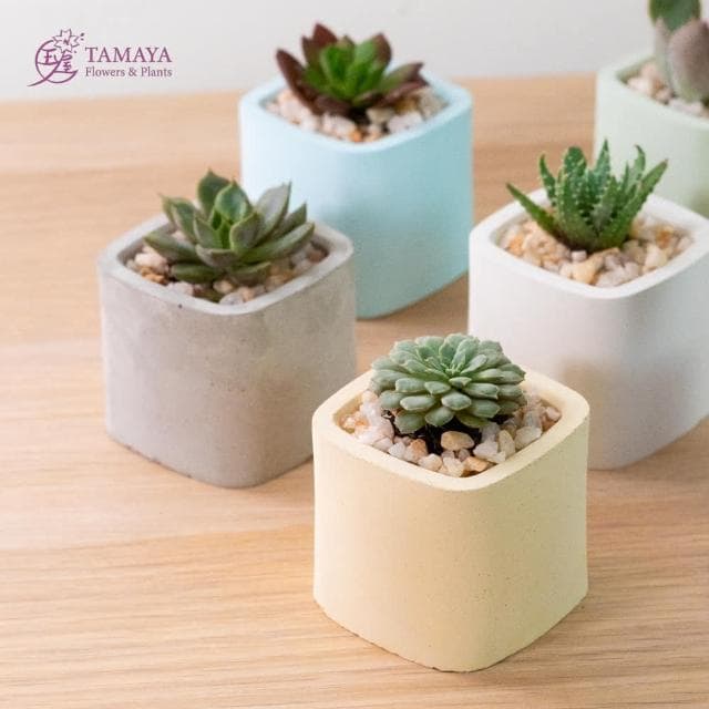 玉屋TAMAYA 迷你多肉盆栽 | 黃水泥盆(觀葉植物 盆栽 開幕升遷 發表會 生日祝賀 告白 紀念日 畢業祝福)