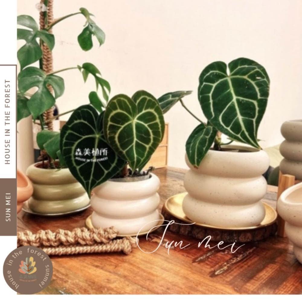 陶盆 米其林甜甜圈噴點盆 觀葉植物 水泥盆 盆器 盆栽 陶器 植栽 簡約盆 多肉盆