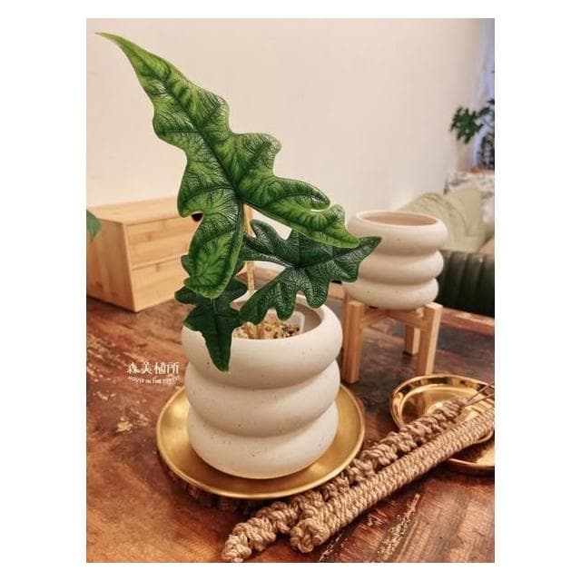 陶盆 米其林甜甜圈噴點盆 觀葉植物 水泥盆 盆器 盆栽 陶器 植栽 簡約盆 多肉盆