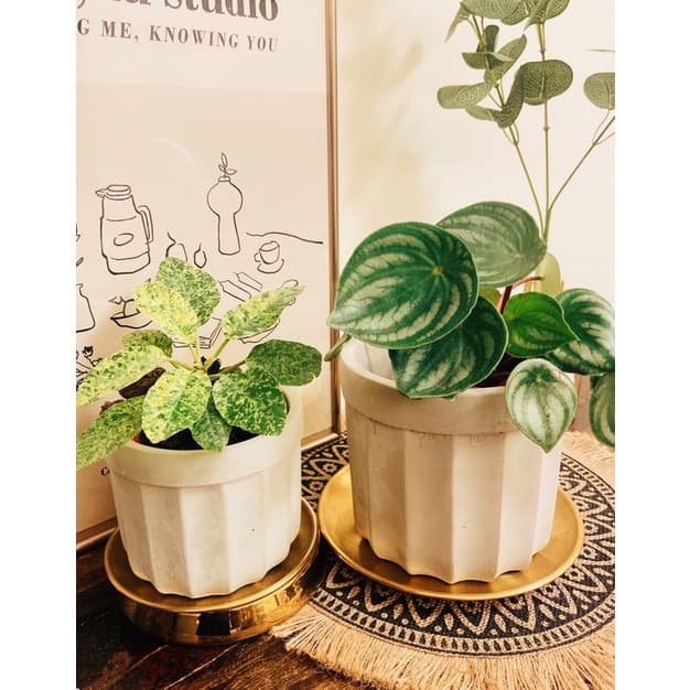 陶盆 米其林甜甜圈噴點盆 觀葉植物 水泥盆 盆器 盆栽 陶器 植栽 簡約盆 多肉盆