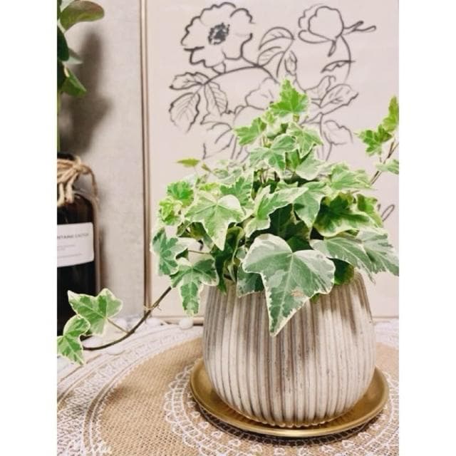 水泥盆 斑駁線條盆 立體線條盆 綠植 種植 盆栽 園藝植物 器皿