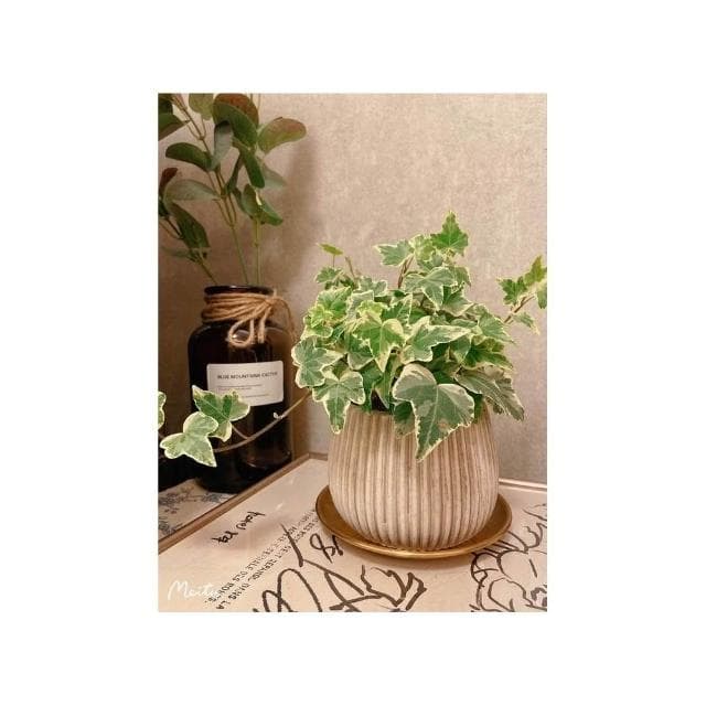 水泥盆 斑駁線條盆 立體線條盆 綠植 種植 盆栽 園藝植物 器皿