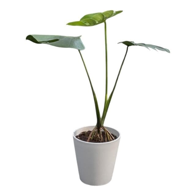 開心農元 觀葉植物 龜背芋 白色盆栽