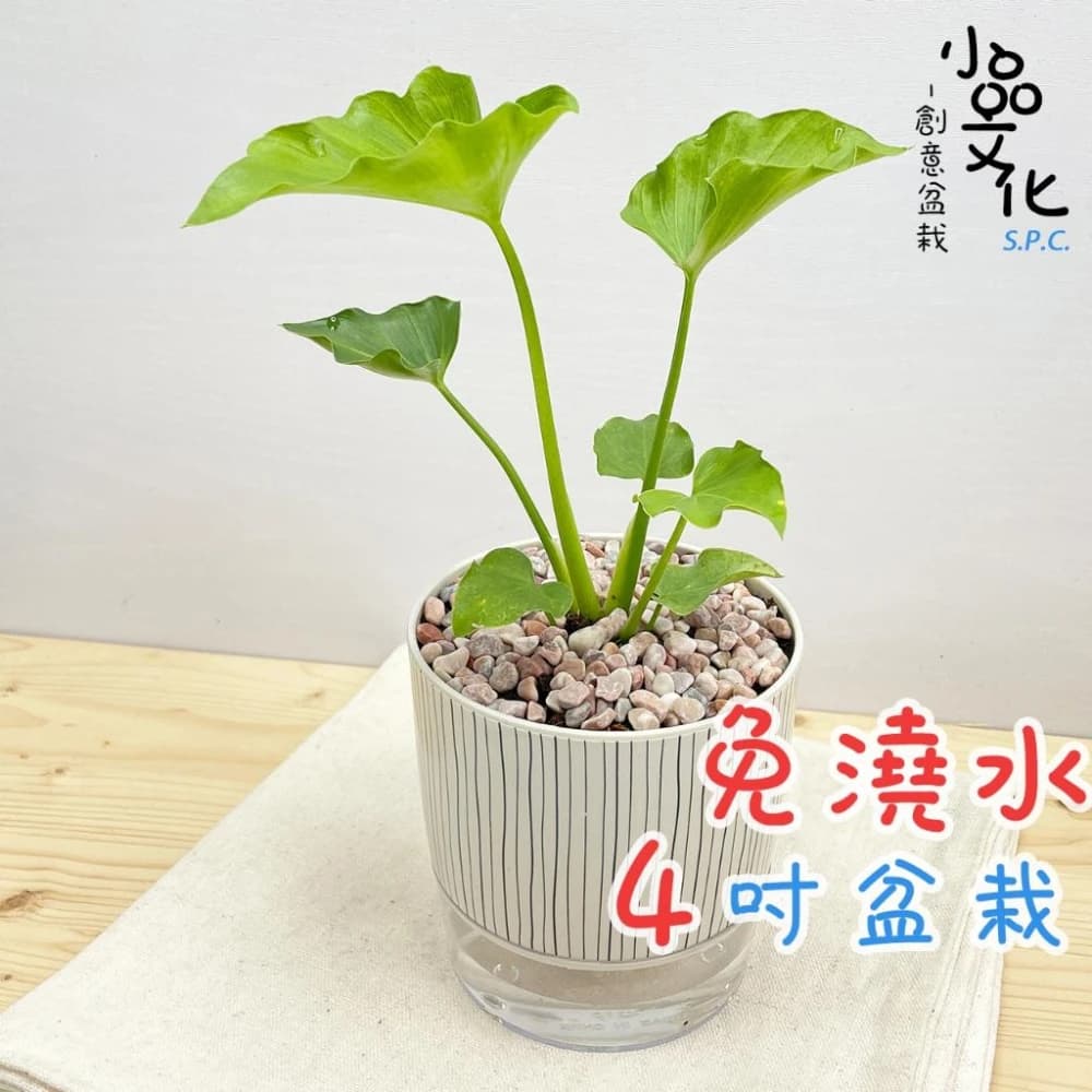【小品文化】小天使【現貨】4吋仿瓷免澆水盆栽 室內植物 室內盆栽 懶人盆栽 水培植物 水培盆栽 室內盆栽 觀葉植物