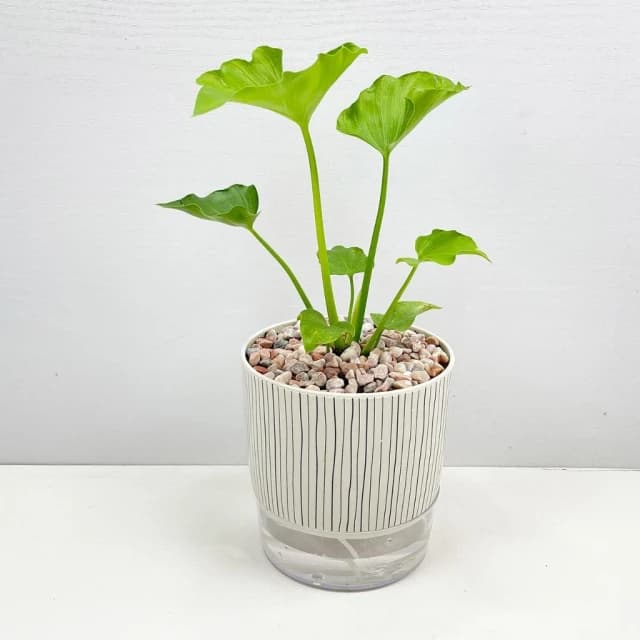 【小品文化】小天使【現貨】4吋仿瓷免澆水盆栽 室內植物 室內盆栽 懶人盆栽 水培植物 水培盆栽 室內盆栽 觀葉植物