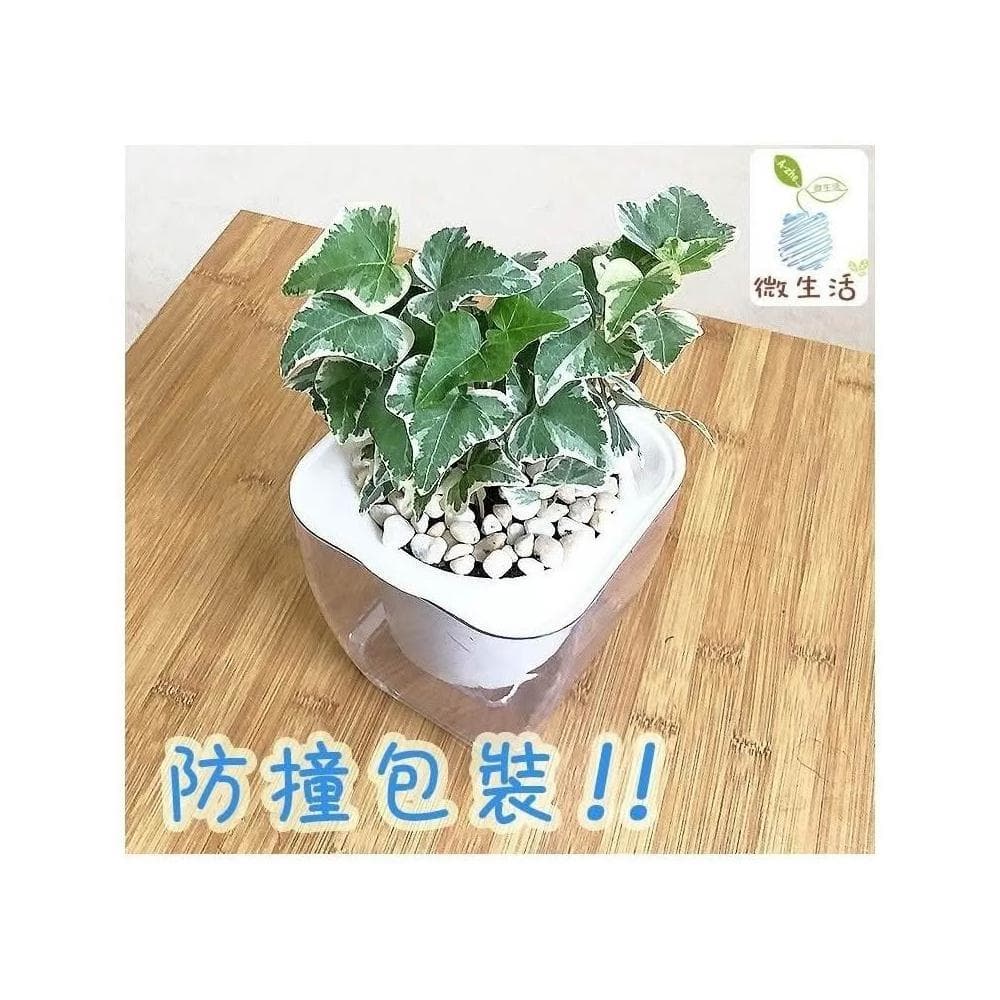 【小品文化】常春藤【現貨】4吋透明懶人盆栽 加水更方便 觀葉植物 室內植物 自動吸水 空氣淨化 創意花盆 居家辦公盆花