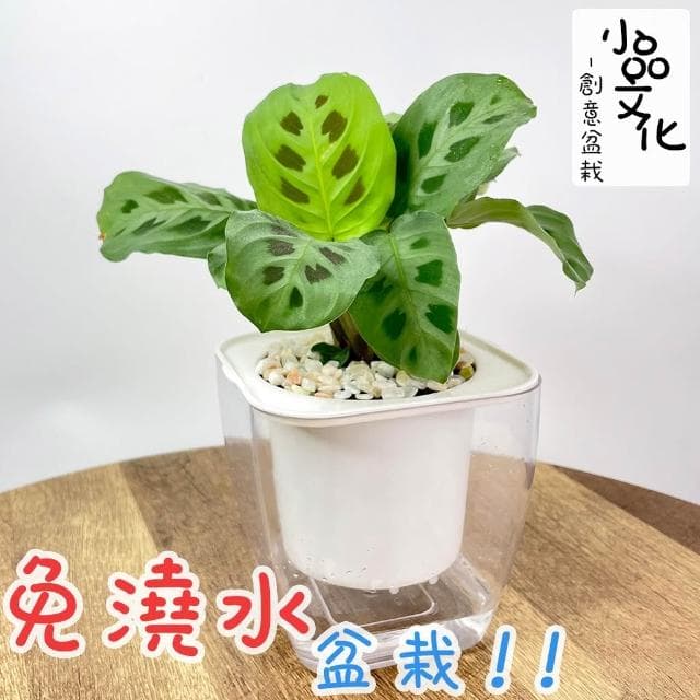 【小品文化】熊貓竹芋【現貨】4吋透明免澆水懶人盆栽 簡單好種植 觀葉植物 室內植物 自動吸水 創意花盆 居家