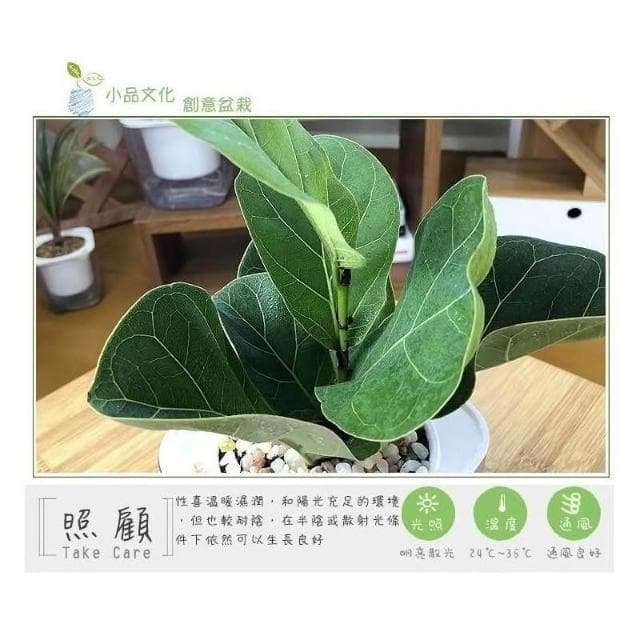 【小品文化】琴葉榕【現貨】4吋透明免澆水盆栽 懶人盆栽 觀葉植物 室內植物 自動吸水 創意花盆 居家辦公盆花