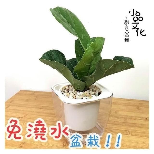 【小品文化】琴葉榕【現貨】4吋透明免澆水盆栽 懶人盆栽 觀葉植物 室內植物 自動吸水 創意花盆 居家辦公盆花