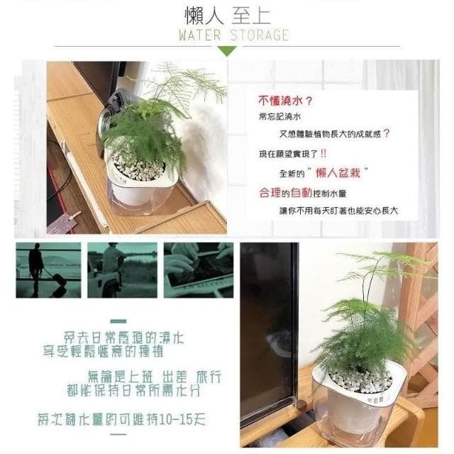 【小品文化】文竹【現貨】4吋透明懶人盆栽 加水更方便 觀葉植物 室內植物 自動吸水 水培 創意花盆 居家辦公盆花 種子