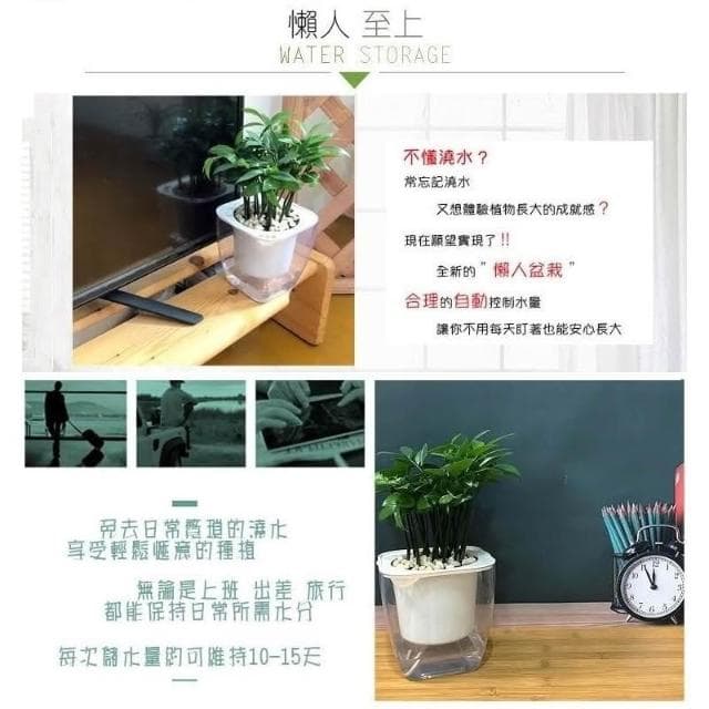 【小品文化】竹柏【現貨】4吋透明懶人盆栽 加水更方便 觀葉植物 室內植物 自動吸水 水培 花盆 居家辦公盆花 種子