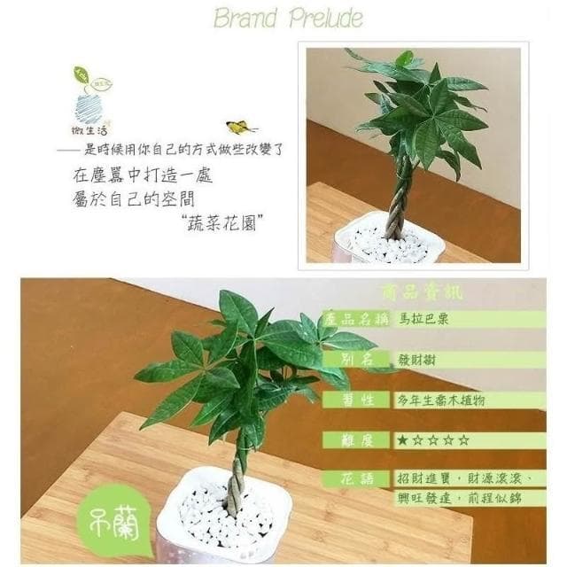 【小品文化】辮子馬拉巴栗【現貨】4吋透明盆栽 發財樹 懶人盆栽 進財植物 室內植物 水培 懶人花盆 辦公室 盆花 花盆