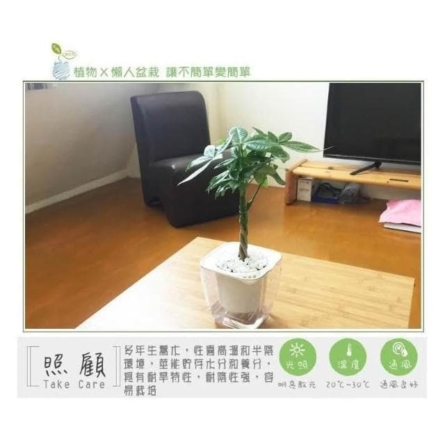 【小品文化】辮子馬拉巴栗【現貨】4吋透明盆栽 發財樹 懶人盆栽 進財植物 室內植物 水培 懶人花盆 辦公室 盆花 花盆