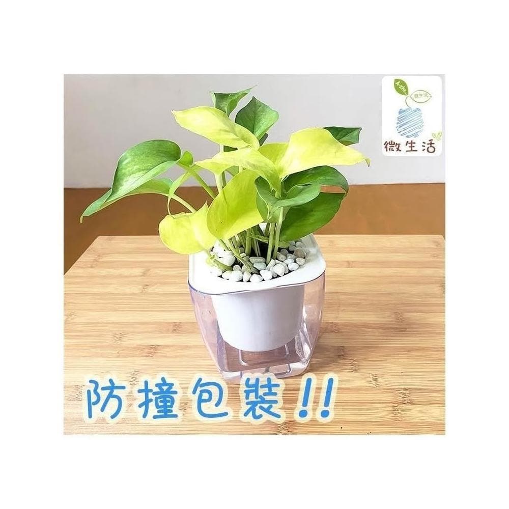 【小品文化】綠蘿【現貨】4吋透明懶人盆栽 空氣淨化 廁所植物 觀葉植物 室內植物 水培 創意花盆 居家辦公盆花
