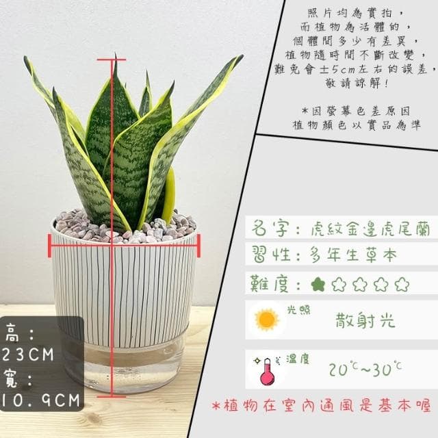 【小品文化】虎紋金邊虎尾蘭【現貨】4吋仿瓷免澆水盆栽 室內植物 室內盆栽 懶人盆栽 水培盆栽 室內盆栽 觀葉植物