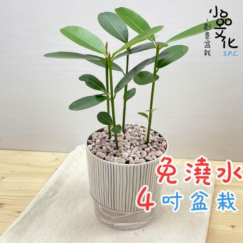 【小品文化】瓊崖海棠【現貨】4吋仿瓷免澆水盆栽 懶人盆栽 觀葉植物 室內植物 自動吸水 創意花盆 居家辦公盆花