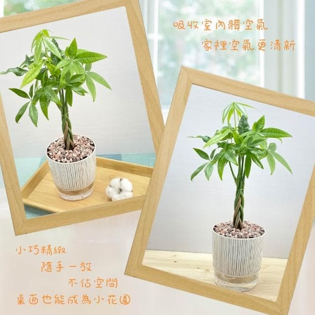 【小品文化】馬拉巴栗辮子【現貨】4吋仿瓷免澆水盆栽 室內植物 室內盆栽 懶人盆栽 水培植物 水培盆栽 室內盆栽 觀葉植物