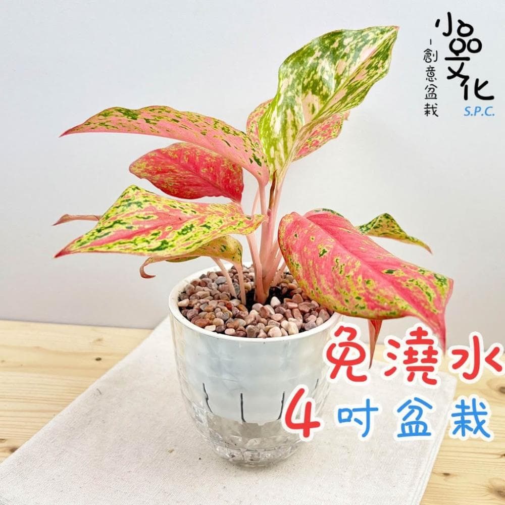 【小品文化】彩鳳【現貨】4吋鑽石免澆水盆栽 室內植物 室內盆栽 懶人盆栽 水培植物 水培盆栽 室內盆栽 觀葉植物