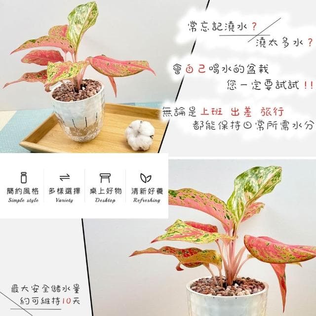 【小品文化】彩鳳【現貨】4吋鑽石免澆水盆栽 室內植物 室內盆栽 懶人盆栽 水培植物 水培盆栽 室內盆栽 觀葉植物