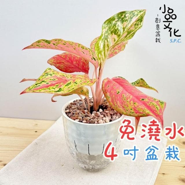 【小品文化】彩鳳【現貨】4吋鑽石免澆水盆栽 室內植物 室內盆栽 懶人盆栽 水培植物 水培盆栽 室內盆栽 觀葉植物