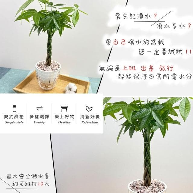 【小品文化】辮子馬拉巴栗【現貨】4吋鑽石免澆水盆栽 發財樹 招財樹 室內植物 室內盆栽 懶人盆栽 室內盆栽 觀葉植物
