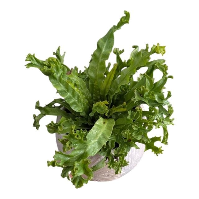 開心農元 觀葉植物 鹿角山蘇 盆栽