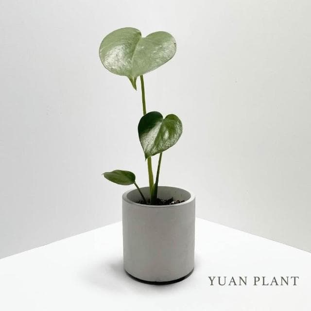 原植|植物盆栽|龜背芋·電信蘭·辦公室植物·居家擺設·室內植物·耐陰植物·水泥盆栽·免澆水盆栽·自動澆水花盆·3吋