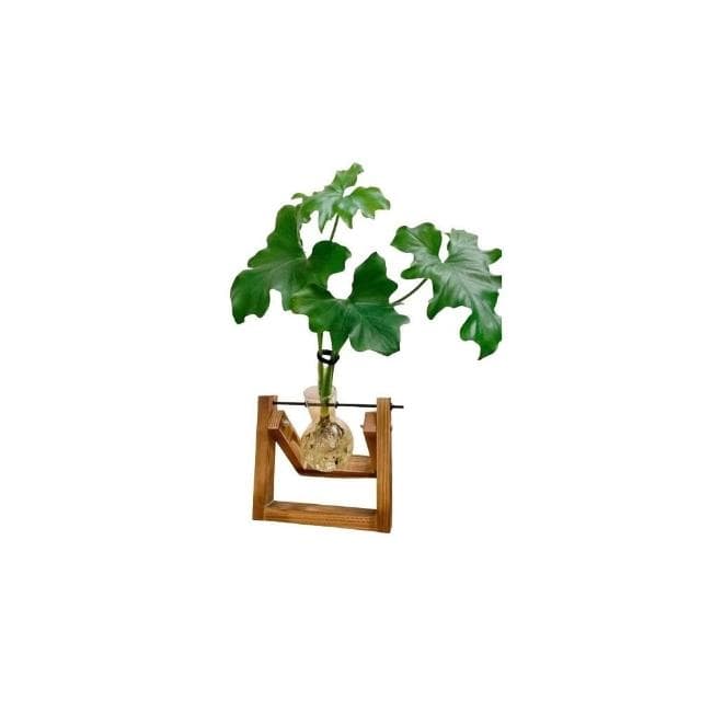 原植|植物|小天使蔓綠絨·水泥盆栽·植物·盆栽·淨化空氣·辦公室桌面盆栽·室內植物·網紅植物·3吋·5吋