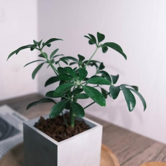 原植|植物|小葉鴨腳木·鵝掌藤·七葉藤·七葉蓮·手樹·耐陰植物·室內植物·盆栽·辦公室植物·水泥盆栽·3吋