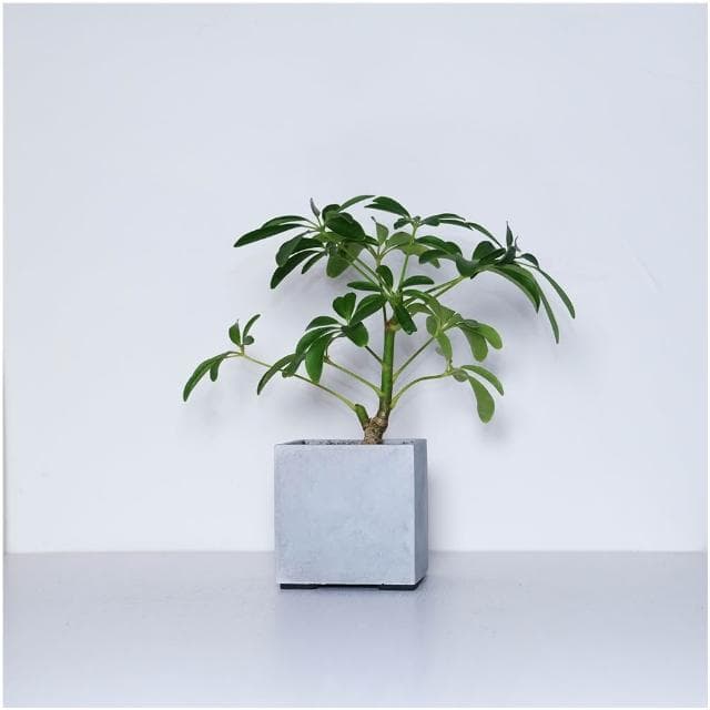 原植|植物|小葉鴨腳木·鵝掌藤·七葉藤·七葉蓮·手樹·耐陰植物·室內植物·盆栽·辦公室植物·水泥盆栽·3吋