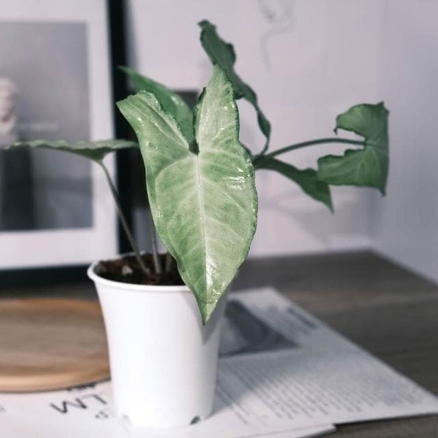 原植合果芋·綠精靈(辦公室盆栽·室內植物·植物送禮·造型盆栽)