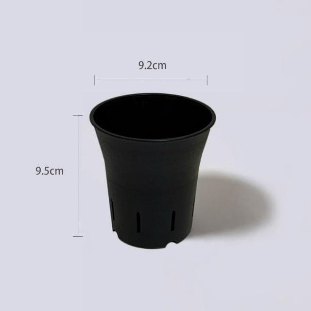 原植|植物|兔腳蕨·耐陰植物·室內植物·蕨類·觀葉植物·療癒植物·辦公室植物·水泥盆栽·好照顧·3寸