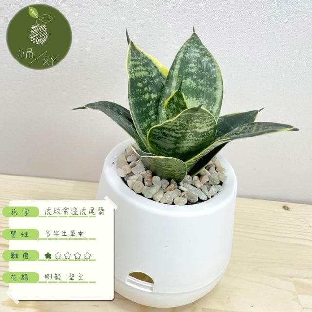 虎紋金邊虎尾蘭【現貨】3吋雪胖盆 懶人盆栽 加水更方便 觀葉植物 室內植物 自動吸水 水培 創意花盆