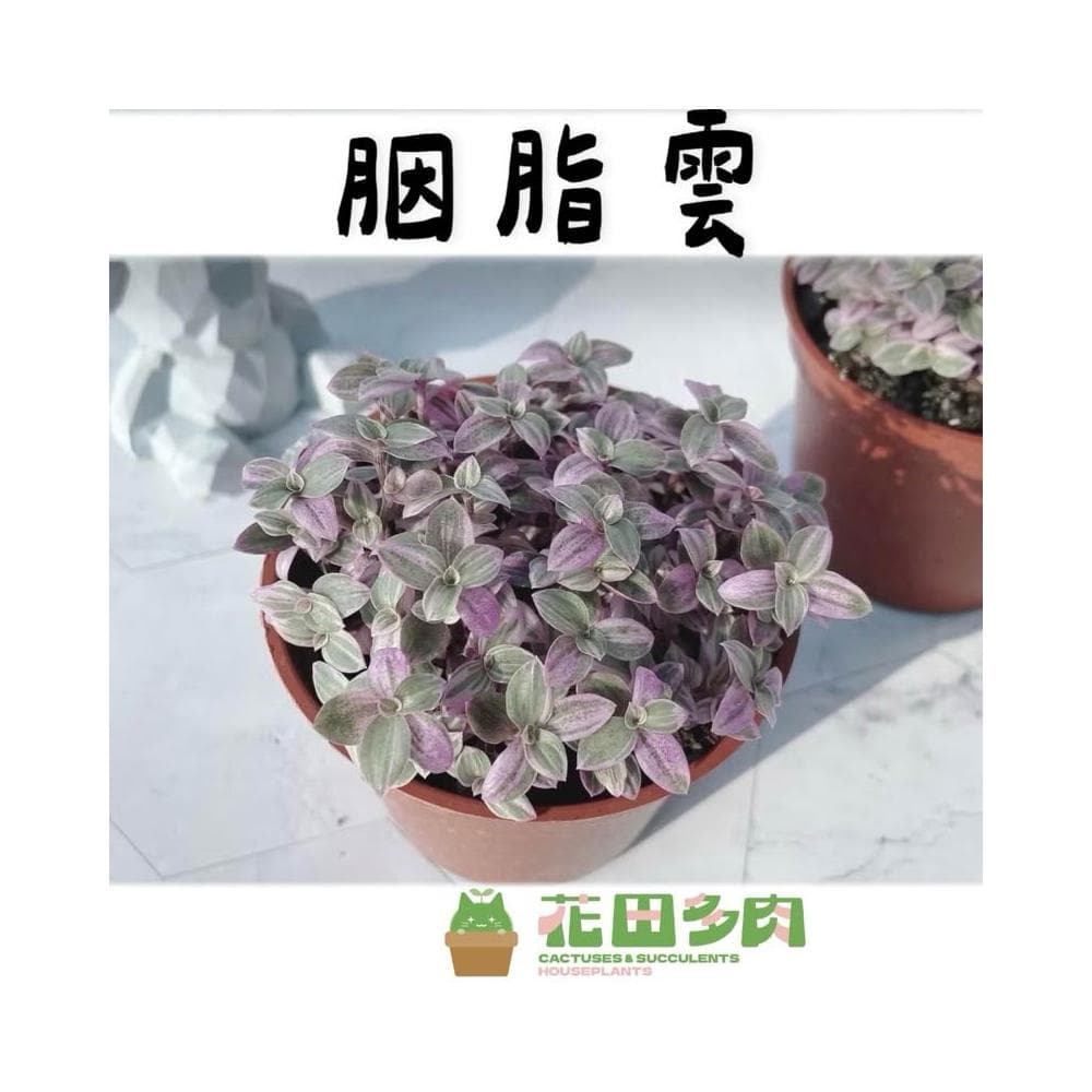 《花田多肉》🌵【胭脂雲】多肉植物/婚禮小物/仙人掌/療癒小物/觀葉植物/空氣鳳梨/盆栽