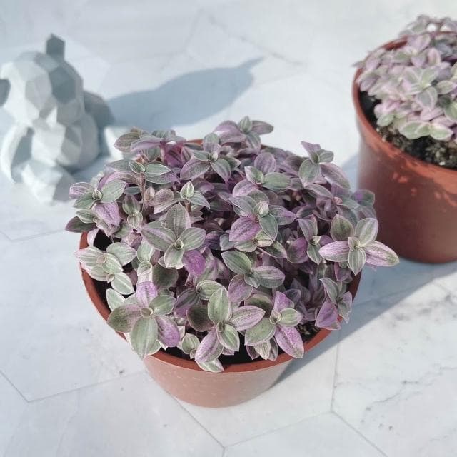 《花田多肉》🌵【胭脂雲】多肉植物/婚禮小物/仙人掌/療癒小物/觀葉植物/空氣鳳梨/盆栽