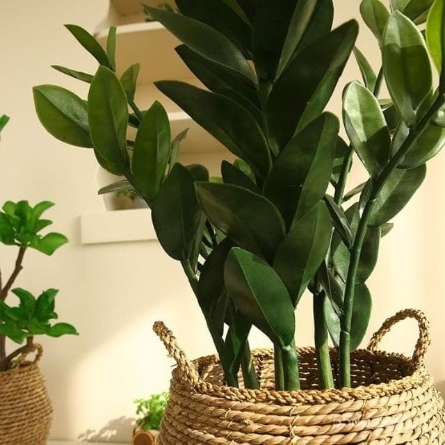 🔥免運下殺🔥仿真綠植法蘭克福風情 仿真髮財樹盆栽 假植物金錢樹室內客廳高檔綠植裝飾假樹 仿真植物假盆栽擺飾假花裝飾