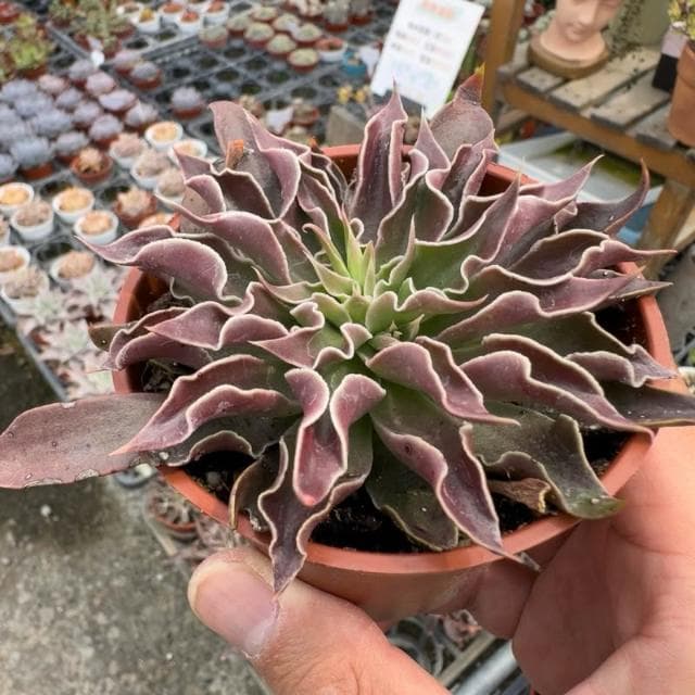 《花田多肉》🌵【太陽神劍】3吋盆 多肉植物/多肉/景天科/戶外植物盆栽