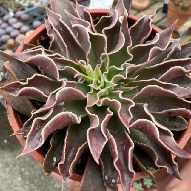 《花田多肉》🌵【太陽神劍】3吋盆 多肉植物/多肉/景天科/戶外植物盆栽