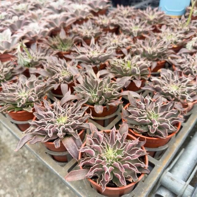 《花田多肉》🌵【太陽神劍】3吋盆 多肉植物/多肉/景天科/戶外植物盆栽