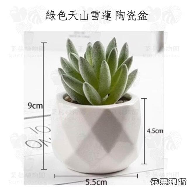 沐晨植物園|仿真植物 仿真多肉 盆栽裝飾 小盆栽假植物 假盆栽 辦公室盆栽 迷你盆栽 仿真盆栽 仿真植物盆栽 居家裝飾