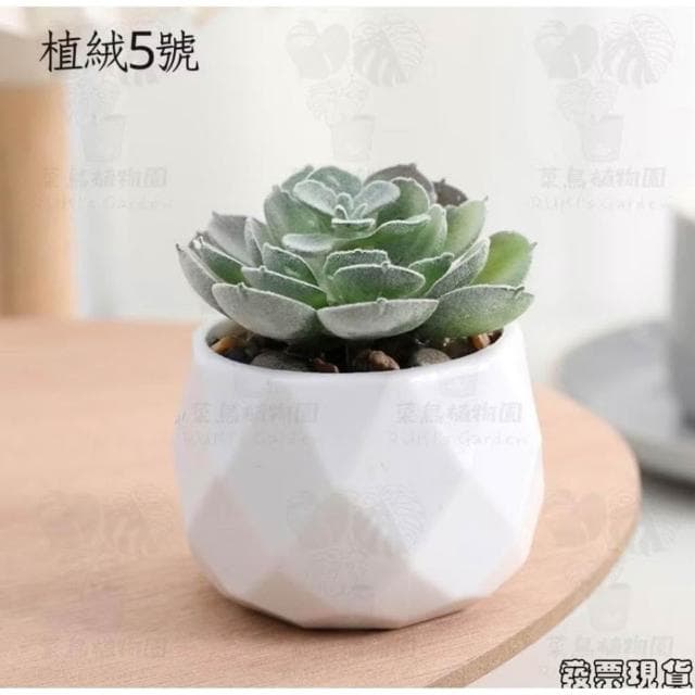 沐晨植物園|仿真植物 仿真多肉 盆栽裝飾 小盆栽假植物 假盆栽 辦公室盆栽 迷你盆栽 仿真盆栽 仿真植物盆栽 居家裝飾