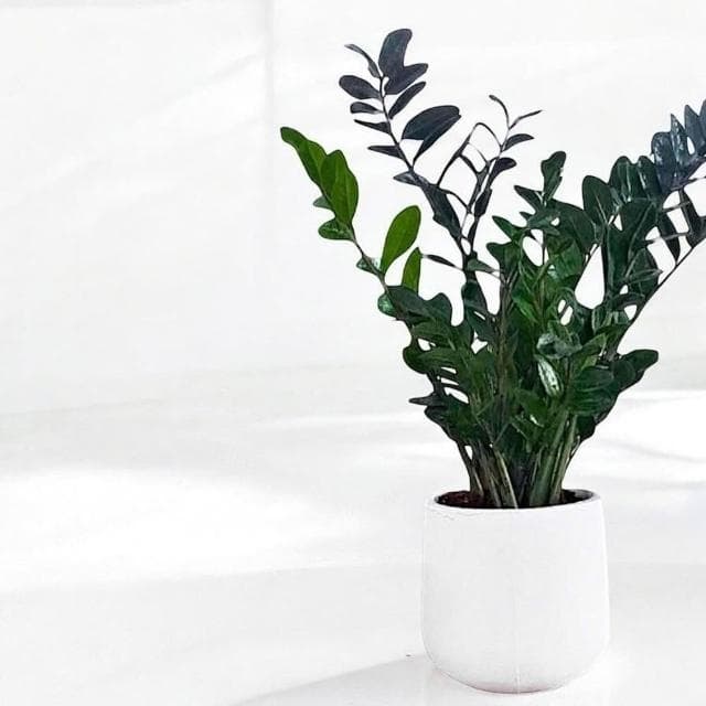 金錢樹 美鐵芋盆栽八吋水泥盆 竹簍 開幕送禮 室內植物 觀葉植物 開幕盆栽 室內盆栽 盆栽植物  園藝天堂鳥 龜背芋盆栽