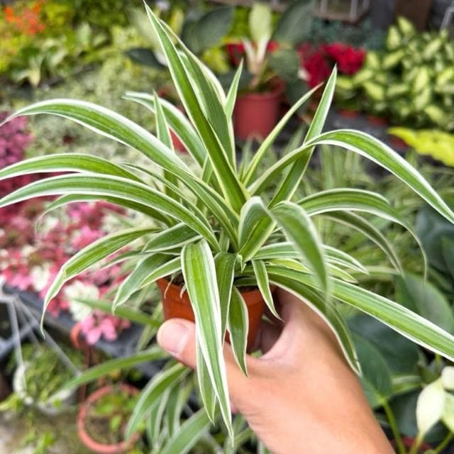 《花田多肉》🌵【吊蘭】 3吋盆 觀葉植物/室內植物/園藝/盆栽